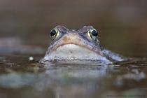 Moorfrosch